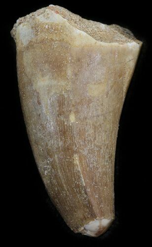 Bargain Mosasaur (Prognathodon) Tooth #43349